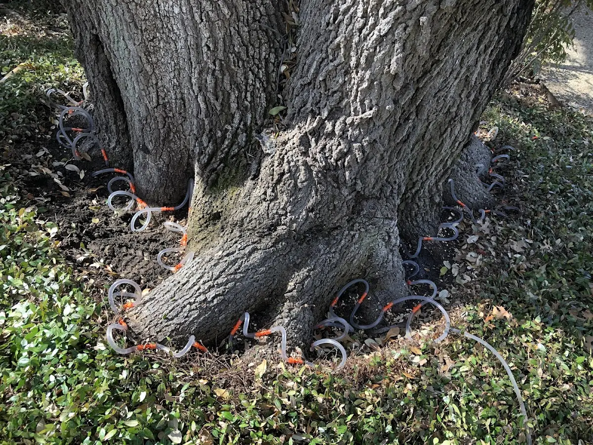 Detailed Tree Cabling and Bracing job site in Whitefield