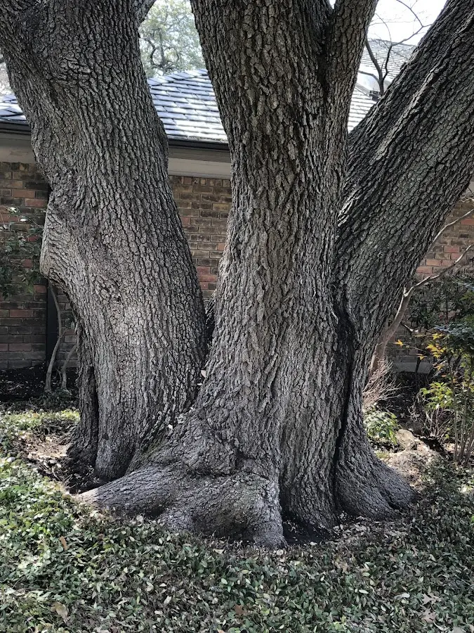 Mature heritage tree close to a Whitefield property cared for by certified arborists